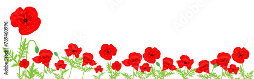 Vector illustration of Red Poppy flowers with leaves on transparent background