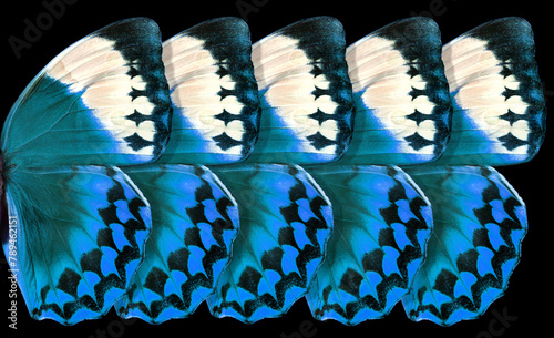 abstract pattern of blue morpho butterfly wings on black