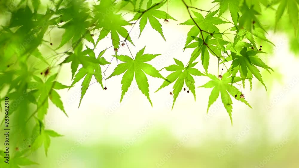 新緑のもみじ 新緑のもみじ
