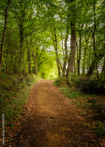 A track leading through the fresh green spring foliage of trees lit by the morning sun in the Dordogne region of France
