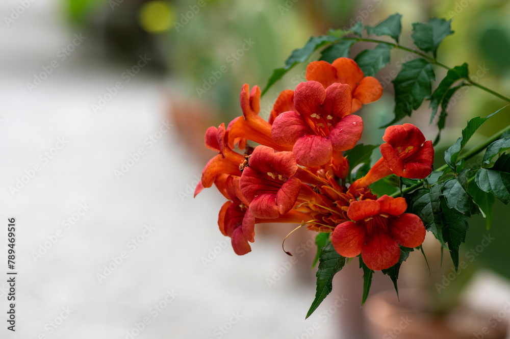 Fototapeta premium Campsis radicans orange red flowering plant, group of trumpet flowers in bloom on shrub branches