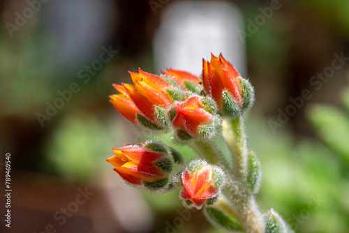 Echeveria setosa mexican fire cracker bright orange flowers in bloom  evergreen succulent flowering plant