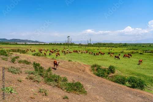 Landscape with livestock from the Dorze region in South Ethiopia.