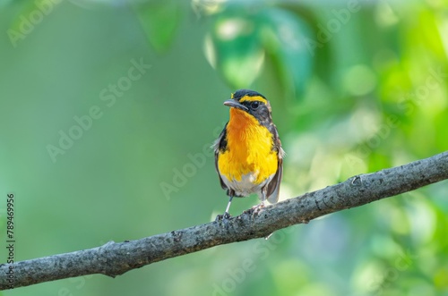 Birds with yellow and black colors in beautiful nature Narcissus Flycatcher ( Ficedula narcissina )