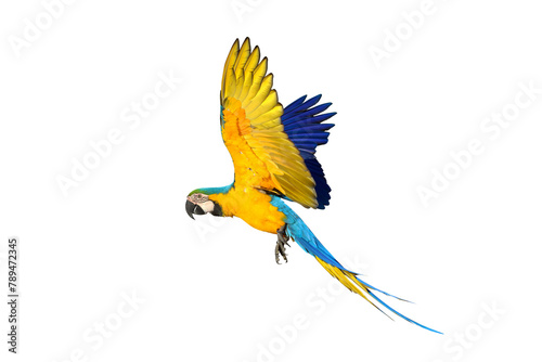 Colorful flying Blue and Gold Macaw parrot isolated on transparent background png file