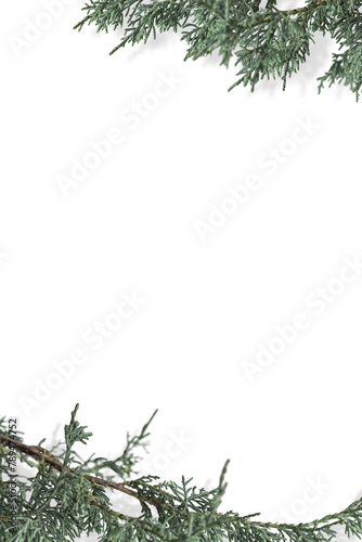 Fresh pine branches border png transparent background