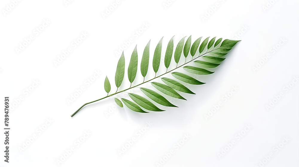 For product presentations, a leaf shadow isolated on a white background is used. For product presentations, a leaf shadow isolated on a white background is used.