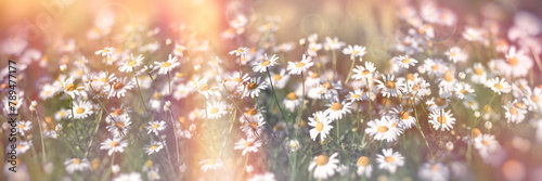 Chamomile in the meadow, blooming wild chamomile, selective and soft focus on beautiful chamomile flowers in the meadow