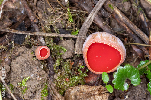 Scharlachroter Kelchbecherling, Sarcoscypha coccinea sl, incl. austriaca, Leverkusen Opladen, 17.02.2023 photo