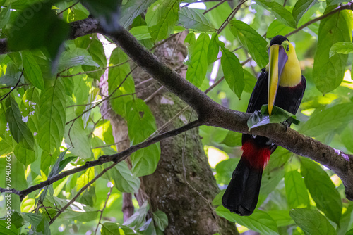 Goldkehltukan im Nationalpark Manuel Antonio Costa Rica photo