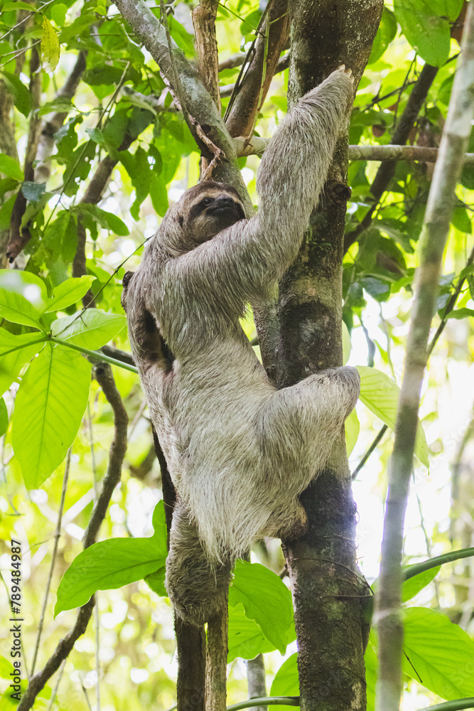 Fototapeta premium Dreifinger-Faultier