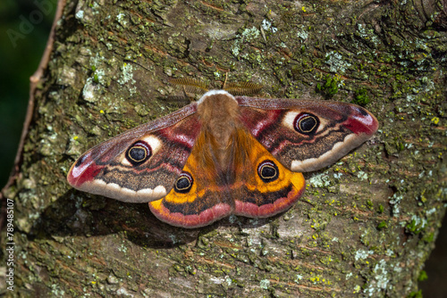 Fotografía Kleines Nachtpfauenauge, Saturnia pavonia, Leverkusen-Opladen, 19