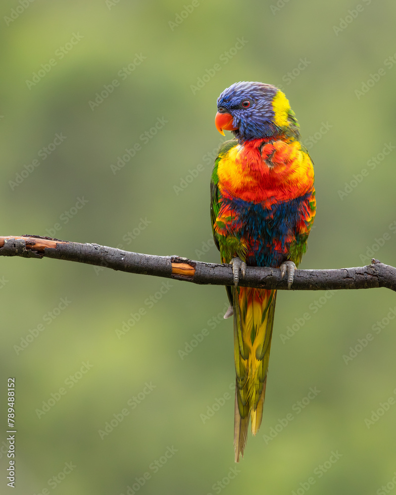 Obraz premium A single rainbow lorikeet with dazzling kaleidoscope colors perched on a branch in this portrait of a cheeky bird with a blurred green background on the Gold Coast in Queensland, Australia. 