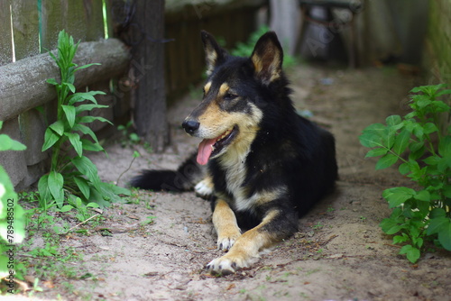 A yard dog lies in the yard