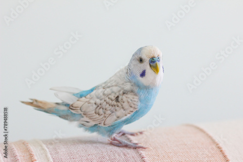 Beautiful blue budgie parrot sitting on the sofa