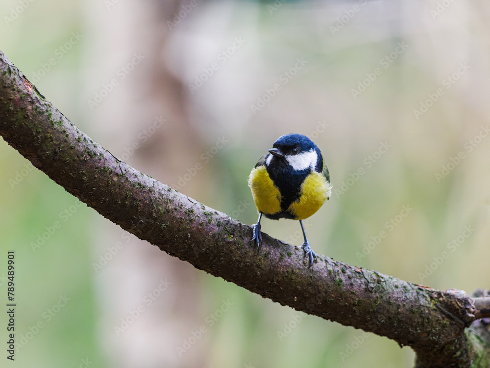 Fototapeta premium Small Bird Perched on Tree Branch