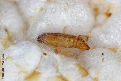 Pupae of Indian mealmoth (Plodia interpunctella) on a rice wafer. photo