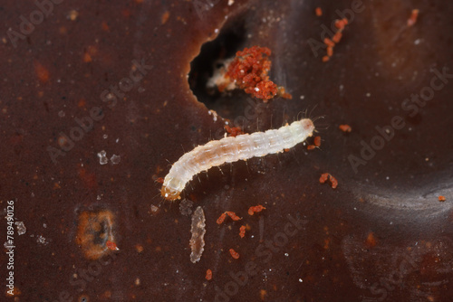 Young caterpillar of Indian mealmoth (Plodia interpunctella) feeding on chocolate. photo
