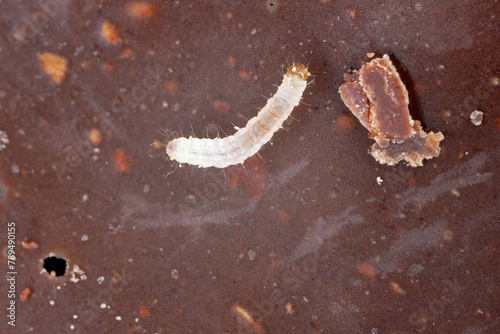 Young caterpillar of Indian mealmoth (Plodia interpunctella) feeding on chocolate. photo