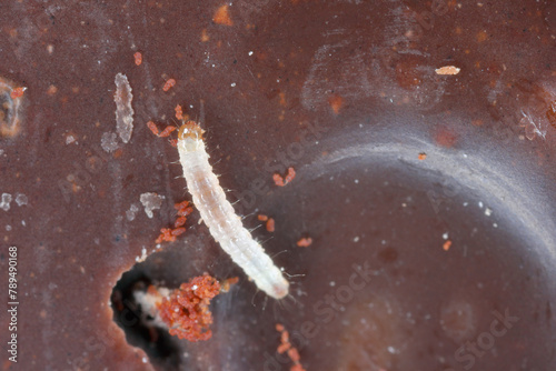 Young caterpillar of Indian mealmoth (Plodia interpunctella) feeding on chocolate. photo