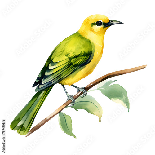 a bird watercolor style, illustration.