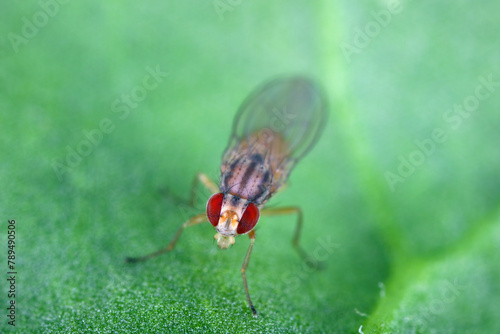 Flies of species Scaptomyza pallida (Drosophilidae) reared from sugar beet plants in a cultivated field.