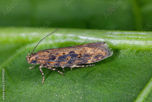 Moth of the beet moth Scrobipalpa ocellatella, is a species in the family Gelechiidae. This is an important pest of sugar beet and other crops. photo