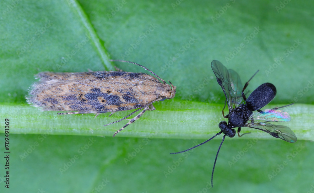 Parasitic wasp parasitizing a caterpillar of Moth of the beet moth ...