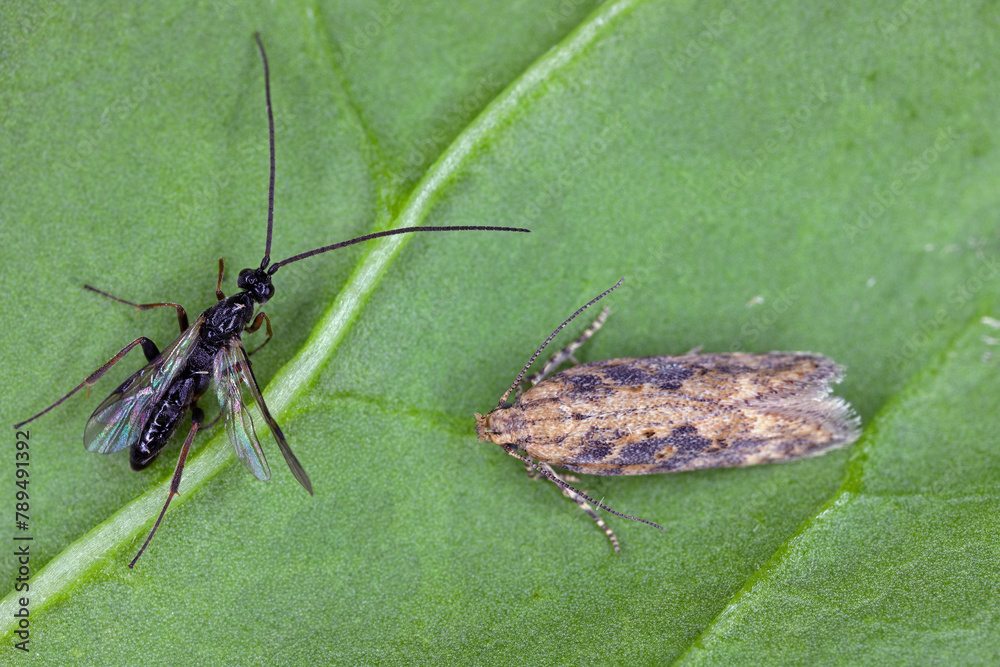 Parasitic wasp parasitizing a caterpillar of Moth of the beet moth ...