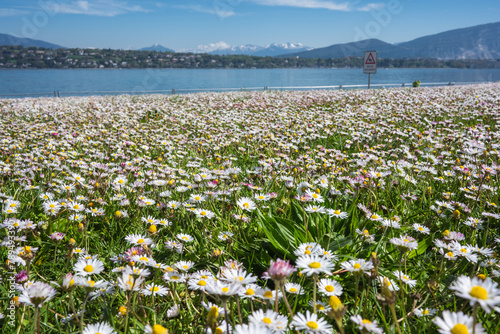 Tapis de fleurs blanches , lac et alpes