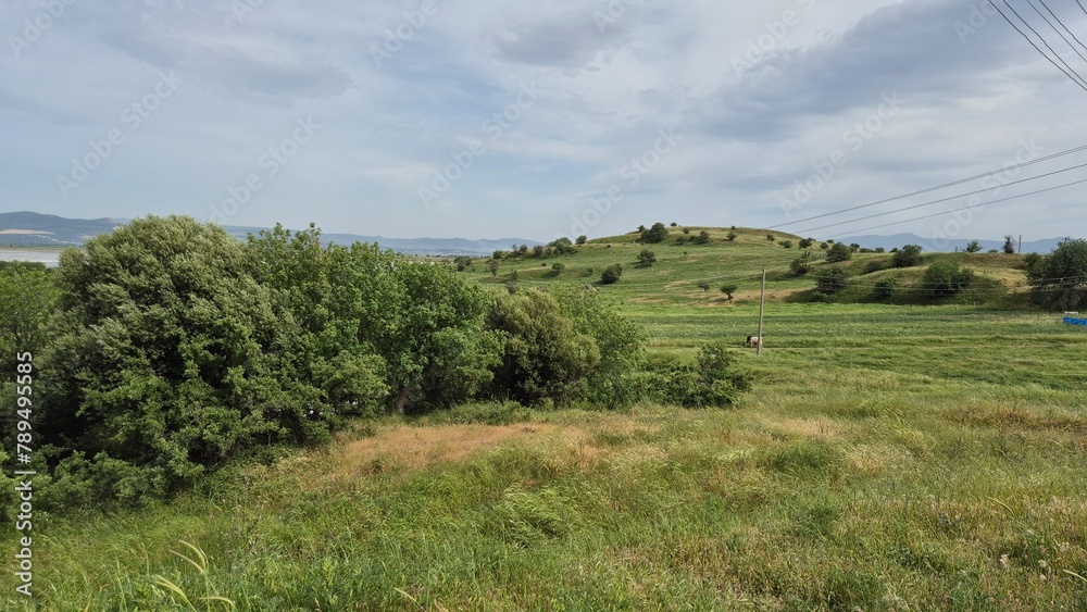 landscape with trees