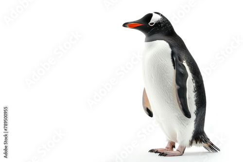 full body penguin isolated on white background