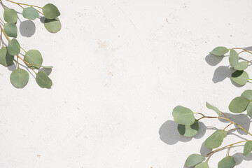 Green eucalyptus tree branches with leaves natural design for invitation or card