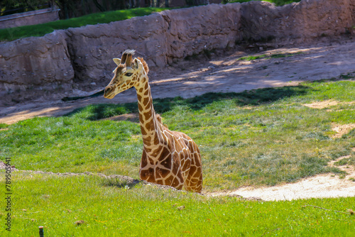 Baby Giraffe At Local Zoo