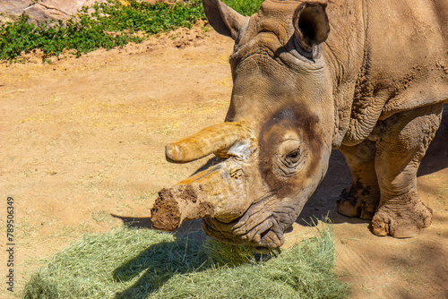 Old Rhinoceros With Broken Horn