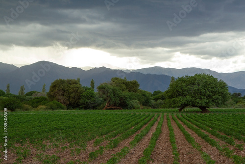 Idyllic landscape. Rural scenic. View of the farms alfalfa plantation fields and the mountains at sunset. 