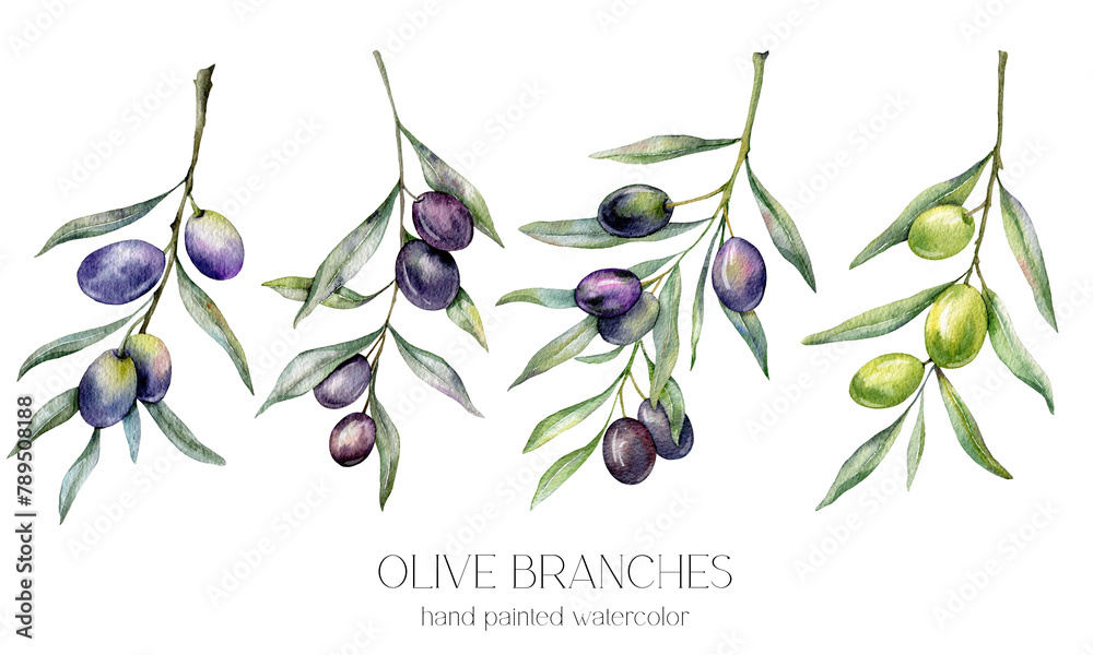 Olives Watercolor Illustration. Olive Branches Greenery Hand Painted ...