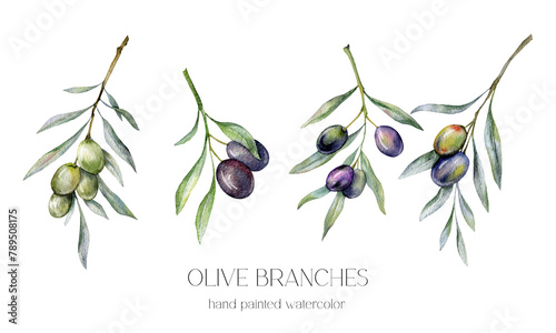 Olives Watercolor Illustration. Olive Branches Greenery Hand Painted Watercolor isolated on white background.  Perfect for olive wedding invitations, floral labels, bridal shower and greeting cards photo