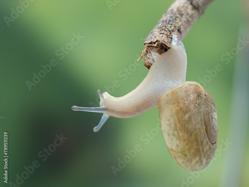 P4160208 terrestrial snail, Aegopinella nitidula, upside-down, cECP 2024 photo