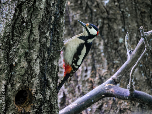 Great spotted woodpecker - Dendrocopos major perching next to its nest hole on a tree trunk in a deciduous forest