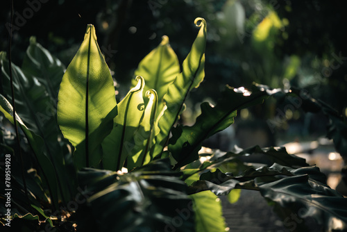 Create Zen Morning Escape: ...