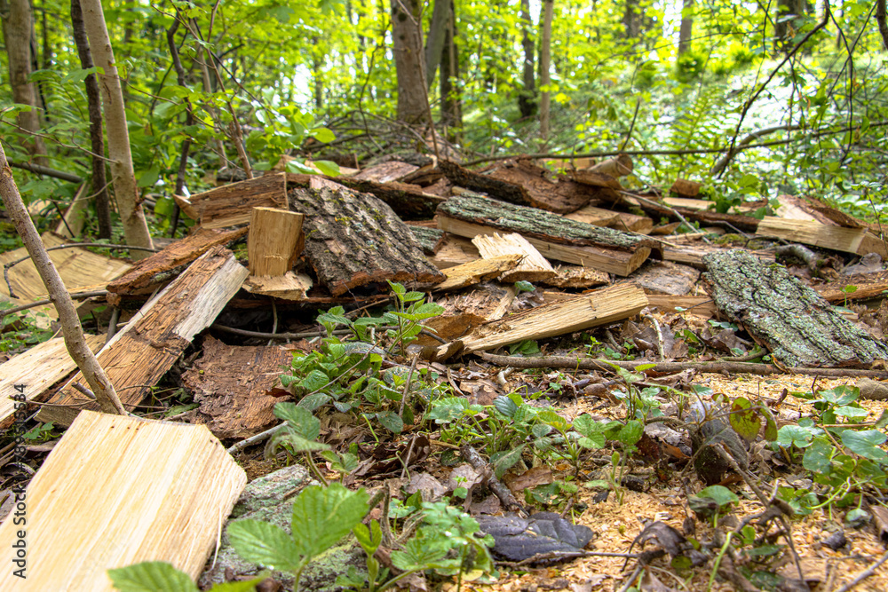 Make your own firewood in the forest for the coming winter. Make your own firewood in the forest for the coming winter.
