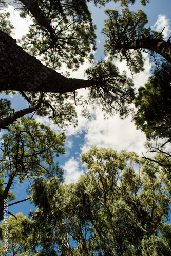 trees in the forest