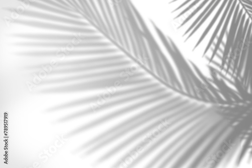 PNG palm tree shadow design element