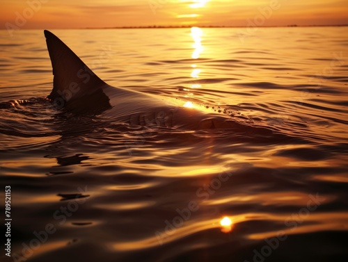 The silhouette of a shark fin cutting through the water at sunset, a stark and powerful image of iconic predator. © Dina