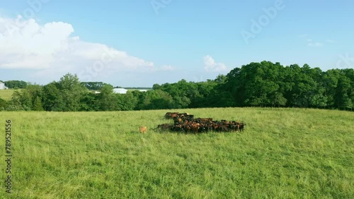 A herd of cows gather in a pasture to graze