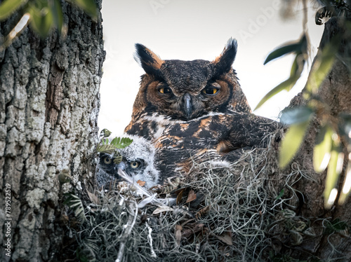 Great Horned Owl with Nestling