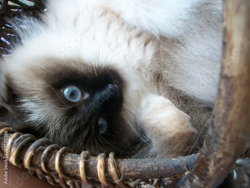 Konstfotografi Balinese cat with blue eyes