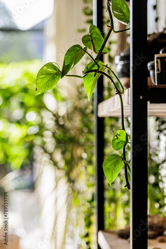 Houseplant, dragon ivy, epipremnum photo
