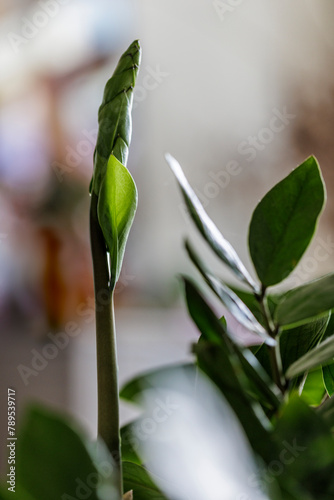 Wallpaper Mural Houseplant, raven, zamioculcas zamiifolia Torontodigital.ca